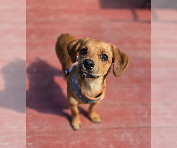 Medium Photo #1 Mutt Puppy For Sale in Morganville, NJ, USA