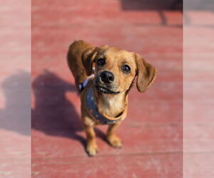 Mutt Dogs for adoption in Morganville, NJ, USA