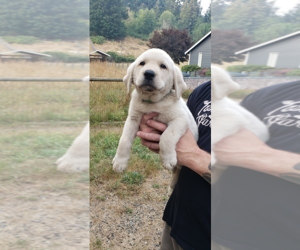 Medium Photo #16 Labrador Retriever Puppy For Sale in OLYMPIA, WA, USA