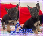 Small Photo #8 German Shepherd Dog-Unknown Mix Puppy For Sale in MECHANICSBURG, PA, USA