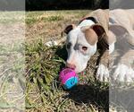 Small #1 American Pit Bull Terrier Mix