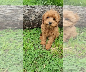 Cavapoo Puppy for sale in INDIANAPOLIS, IN, USA