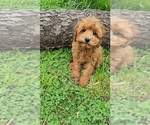 Image preview for Ad Listing. Nickname: Opie