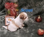 Small #8 Havanese