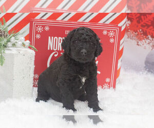 Medium Labradoodle mix (+ Poodle Standard)