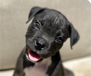 Bullboxer Pit Dogs for adoption in San Ramon, CA, USA