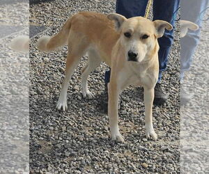 Labrador Retriever-Unknown Mix Dogs for adoption in Salt Lake City, UT, USA