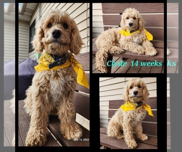 Full screen Photo #2 Cavapoo-Poodle (Standard) Mix Puppy For Sale in MILLINGTON, MI, USA