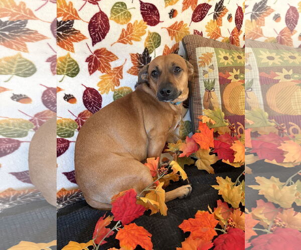 Medium Photo #6 Dachshund-Unknown Mix Puppy For Sale in Omaha, NE, USA