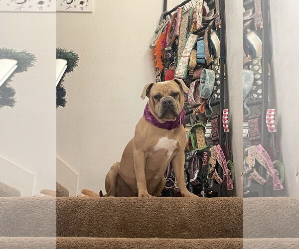 Medium Photo #2 Bulldog-Unknown Mix Puppy For Sale in El Centro, CA, USA