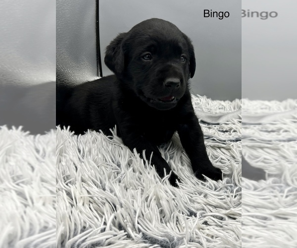 Medium Photo #10 Labrador Retriever Puppy For Sale in FREDERICKSBG, OH, USA