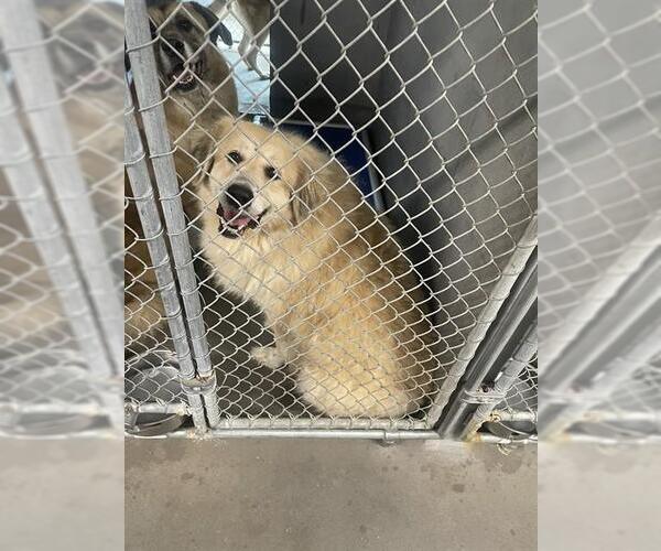 Medium Photo #1 Golden Pyrenees Puppy For Sale in Tallahassee, FL, USA