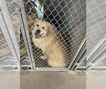 Small Golden Pyrenees