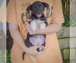 Small #3 Australian Shepherd Mix