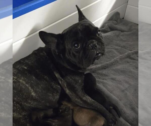Medium Photo #6 French Bulldog Puppy For Sale in San Diego, CA, USA