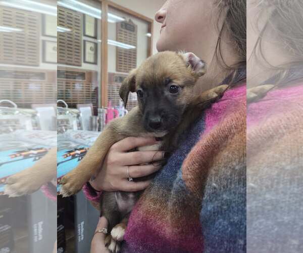 Medium Photo #1 Border Collie-Unknown Mix Puppy For Sale in Martinsburg, WV, USA