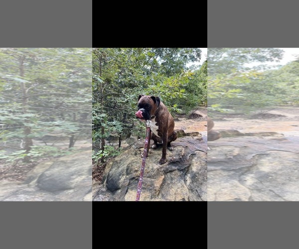 Medium Photo #2 Boxer Puppy For Sale in Woodbury, MN, USA