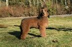 Small Photo #1 Poodle (Standard) Puppy For Sale in ARLINGTON, WA, USA