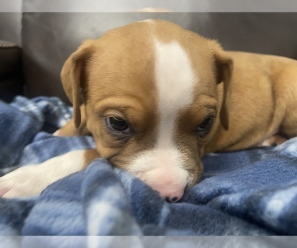 Medium Photo #48 American Bully Puppy For Sale in REESEVILLE, WI, USA