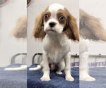 Small Cavalier King Charles Spaniel