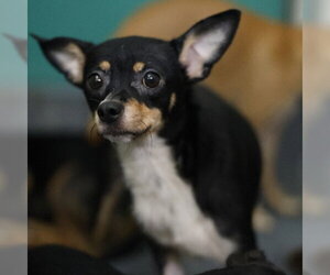 Chihuahua-Unknown Mix Dogs for adoption in San Antonio, TX, USA