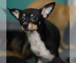 Small Chihuahua Mix