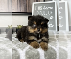 Pomeranian Dog for Adoption in FRANKLIN, Indiana USA