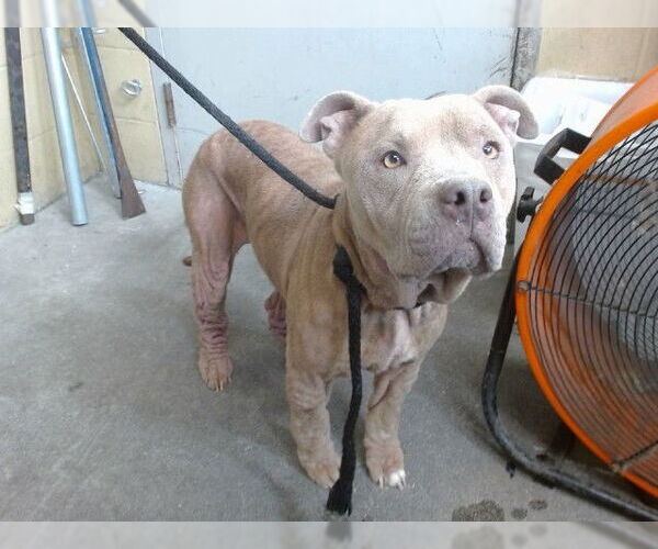 Medium Photo #1 American Pit Bull Terrier Puppy For Sale in Downey, CA, USA