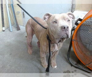 Medium American Pit Bull Terrier