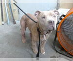 Small American Pit Bull Terrier