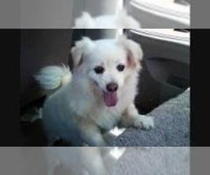 American Eskimo Dog-Pekingese Mix Puppy for sale in HIALEAH, FL, USA