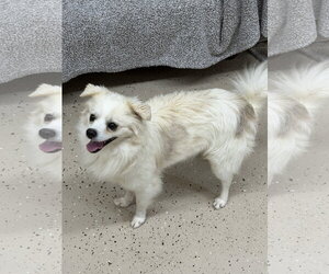Sheldon - Male Chihuahua-Unknown Mix Dog for Adoption - Photo #2
