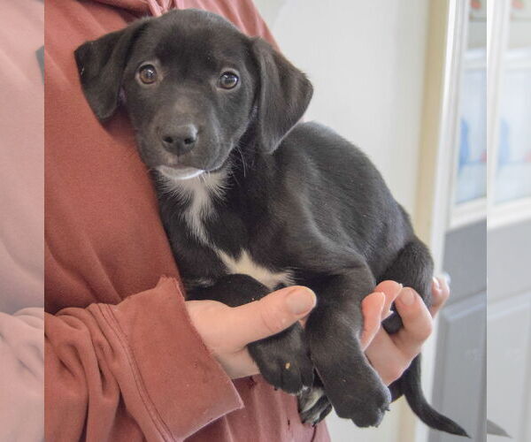 Medium Photo #4 Border Collie-Unknown Mix Puppy For Sale in Huntley, IL, USA