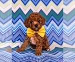 Small Photo #1 Cavapoo-Poodle (Toy) Mix Puppy For Sale in KIRKWOOD, PA, USA