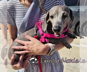 Emory Marie+ - Female Dachshund Dog for Adoption - Photo #7