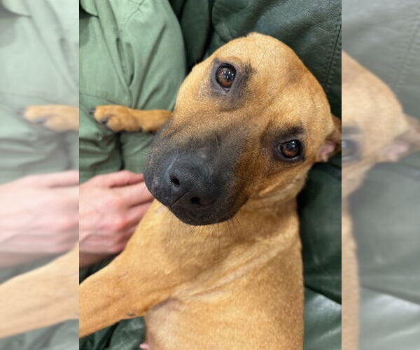 Medium Photo #2 American Pit Bull Terrier-Unknown Mix Puppy For Sale in Princeton, MN, USA