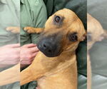 Small #1 American Pit Bull Terrier Mix