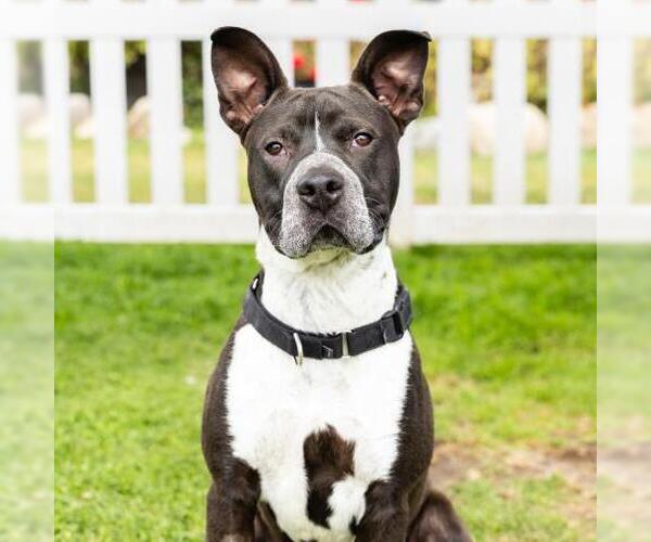 Medium Photo #2 Mutt Puppy For Sale in Camarillo, CA, USA