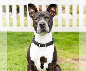 *MASATO - Male Mutt Dog for Adoption - Photo #2