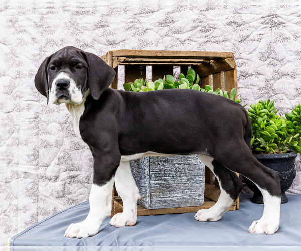 Medium Photo #27 Great Dane Puppy For Sale in WAKARUSA, IN, USA