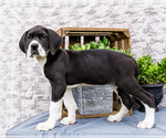 Small #8 Great Dane