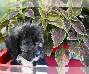 Bernedoodle Puppy for sale in FLORA, IL, USA