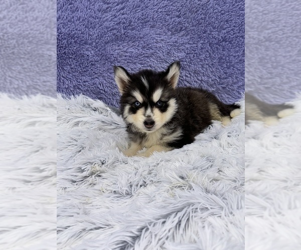 Medium Photo #7 Siberian Husky Puppy For Sale in SANDY HOOK, KY, USA