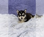 Small #6 Siberian Husky