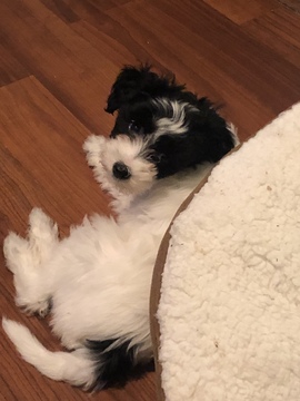 Medium Photo #9 Chinese Crested Puppy For Sale in MANHATTAN, NY, USA