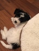 Small Photo #9 Chinese Crested Puppy For Sale in MANHATTAN, NY, USA