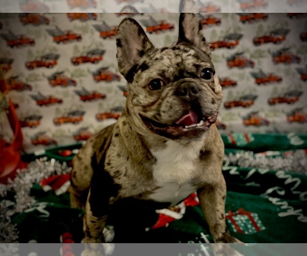 Medium Photo #1 French Bulldog Puppy For Sale in WYLIE, TX, USA