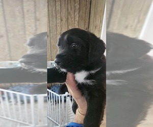 Australian Retriever Puppy for sale in EVANSDALE, IA, USA