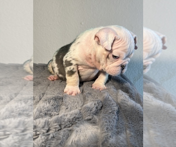 Medium Photo #6 English Bulldog Puppy For Sale in NEW YORK, NY, USA