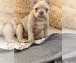 Small #10 French Bulldog